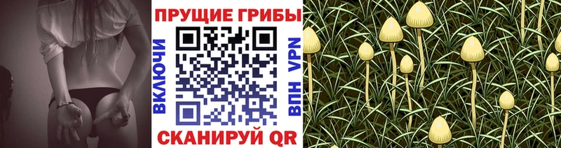 Купить  Ахтубинск  Псилоцибиновые грибы Psilocybine cubensis 